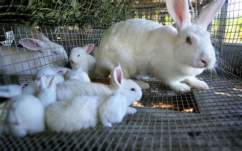 Consejos Clave Para La Cría De Conejos En Casa ¡descúbrelo Wakyma