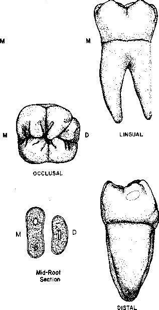 The Permanent Mandibular Molars I The Permanent Mandibular Molars