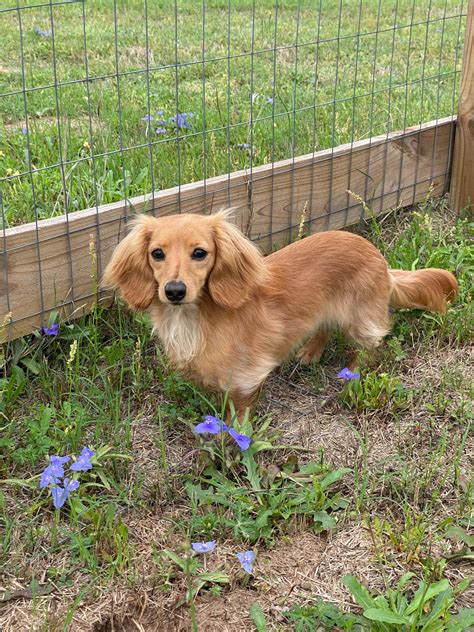 English Cream Miniature Dachshund Puppies Crème Of The Crop