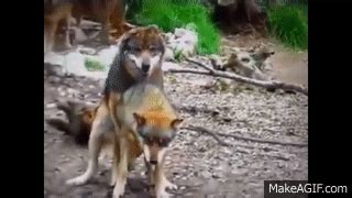 Wolves Mating