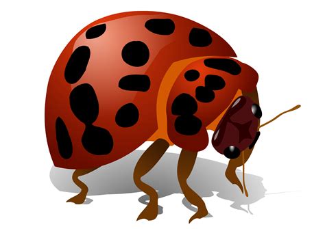 Beetle Bug Png Png Svg Clip Art For Web Download Clip Art Png Icon Arts