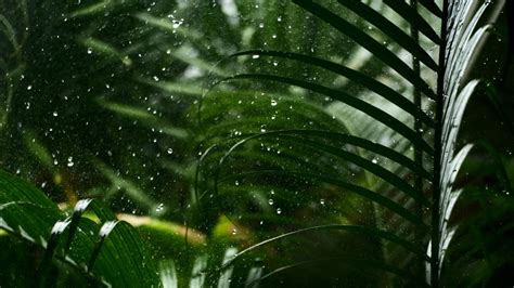 Glass Drops Rain Green Leaves Plants 4k Hd Nature Wallpapers Hd