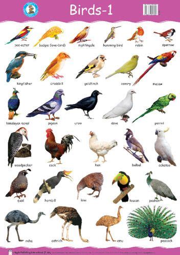 Image Result For Birds With Names Birds For Kids Bird Pictures