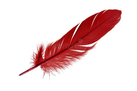 Single Red Feather Bird Isolated On White Background Stock Photo - Image of black, isolated ...