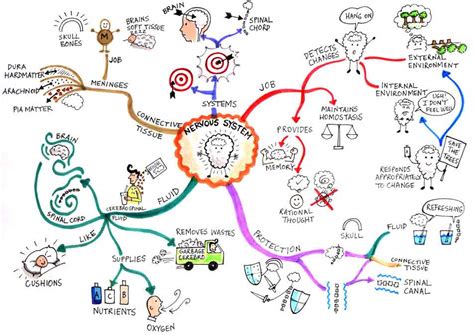 Nervous System Mind Map Art