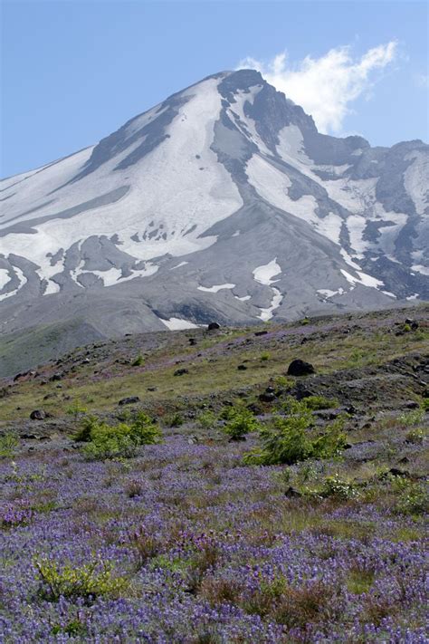 Wildflowers Around The Mount St Helens Area Mtsthelens Wild