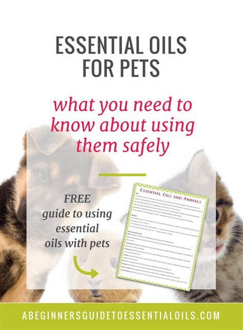 The Best Essential Oils For Pets And How To Dilute Them Easy