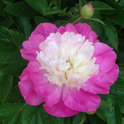 June 5 To 11 Peony Flower Barton Arboretum Blog