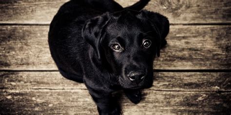 Dogs Developed Puppy Eyes To Manipulate Humans Study