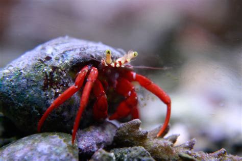 Mexican Red Leg Hermit Crab Shutterbug