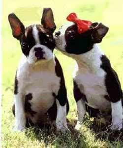 The boston terrier is an intelligent, affectionate, & playful dog that makes a great addition to a family. funk with me or against me: August 2010
