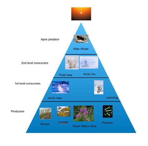 Energy Pyramid Arctic Tundra