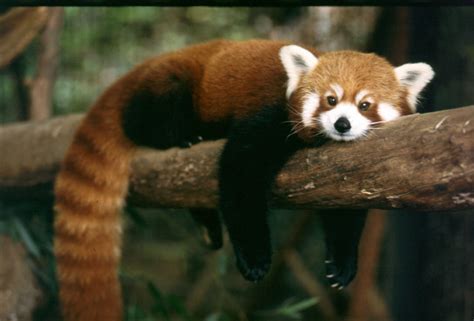 Animal names, list of animals in english. Sikkim - Red Panda (Ailurus fulgens) | L A R K