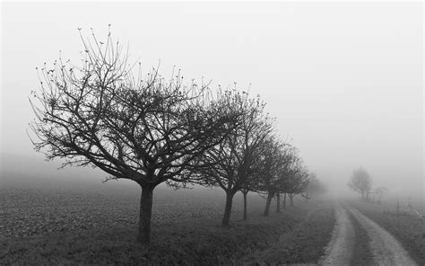 Trees Landscape Forest People Monochrome Nature Snow Winter