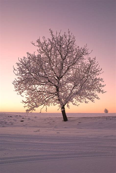 Royalty Free Photo Bare Tree Covered With Snow Pickpik