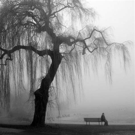 We did not find results for: A Weeping Willows by Yclept Insan | Willow tree art ...