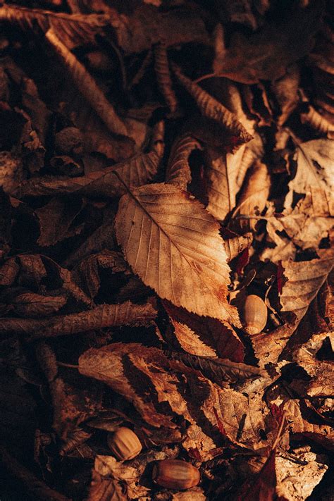 1920x1080px 1080p Free Download Brown Dried Leaves On Ground Hd