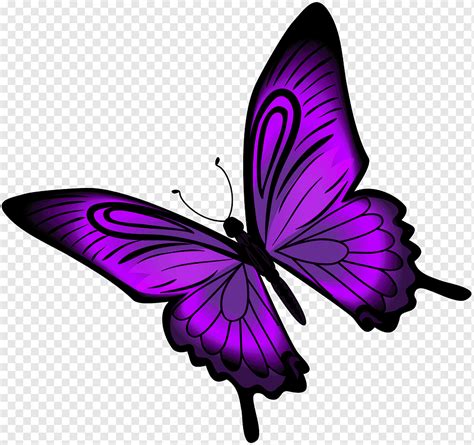 Фиолетовые бабочки Много фото