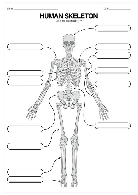 Worksheets Human Anatomy Worksheeto Com Vrogue Co