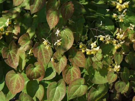 Newchic offer quality plants with heart shaped flowers at wholesale prices. Epimedium - Interesting ground cover with heart shaped ...