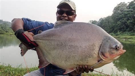 Need help for fish name in cantonese as below: What is Better Than Catching One Giant Pacu? — Sport ...
