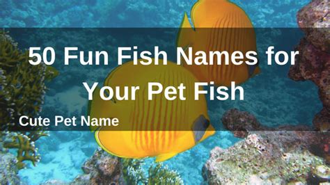 Unlike a dog, fish probably won't respond to their names. Fish Names for Your Pet Ideas and Naming Guide | Cute Pet Name