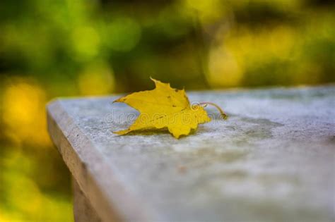 Yellow Autumn Maple Leaf Lies On The Stone Surface In The Park Close Up