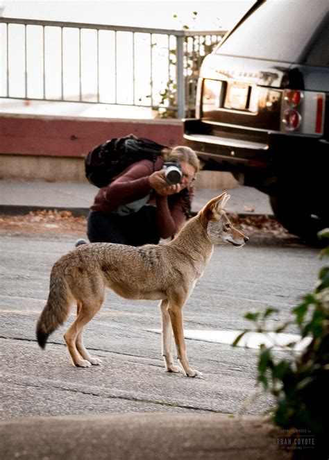 Navigating Coexistence With Urban Coyotes Center For Humans And Nature