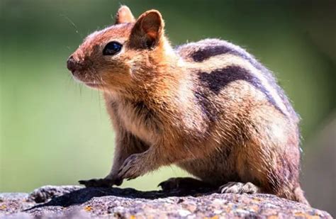 Ground Squirrel Description Habitat Image Diet And Interesting Facts