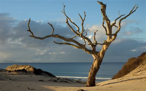 Dead Tree On The Ocean Wallpapers And Images Wallpapers Pictures Photos