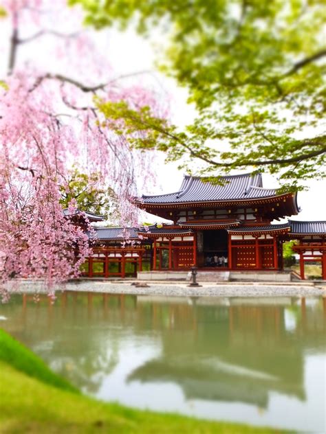 合同会社ue1制作、世界遺産dvd『京都2 庭園編』です。 ダイジェストで公開致します。 京都は794年〜1868年の長きにわたって皇居の置かれた日本の首都であり、 各時代の日本の先進文化を育ててきました。 京都観光!世界遺産 国宝 京都宇治 平等院鳳凰堂と桜は圧巻 ...