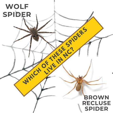 Both Wolf Spiders And Brown Recluse Spiders Are Native To North