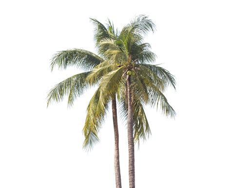 palm tree transparent 11434579 PNG