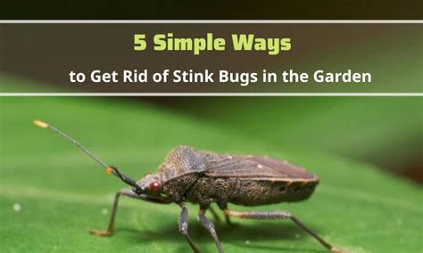 How To Get Rid Of Stink Bugs In The Garden 5 Easy Ways