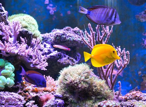 Causes of New Tank Syndrome in Saltwater Aquariums