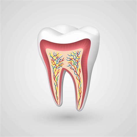 Enamel How Teeth Protect Themselves Grand Prairie Tx