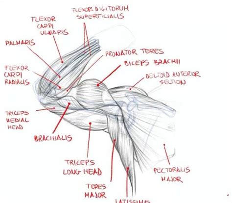 Anatomy Of The Armpit Anatomy
