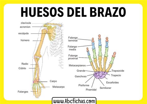 Anatomia Y Musculos Del Brazo Abc Fichas Images