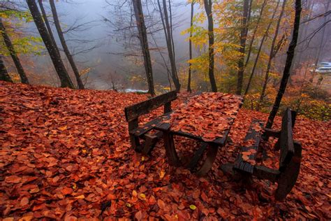 Red Forest Turkey Bursa Tree Fog Autumn Landscape Wallpapers Hd