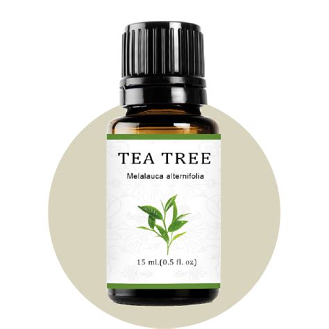 Tea Tree Essential Oil Tea Tree Essential Oil For Hair Tea Tree Oil