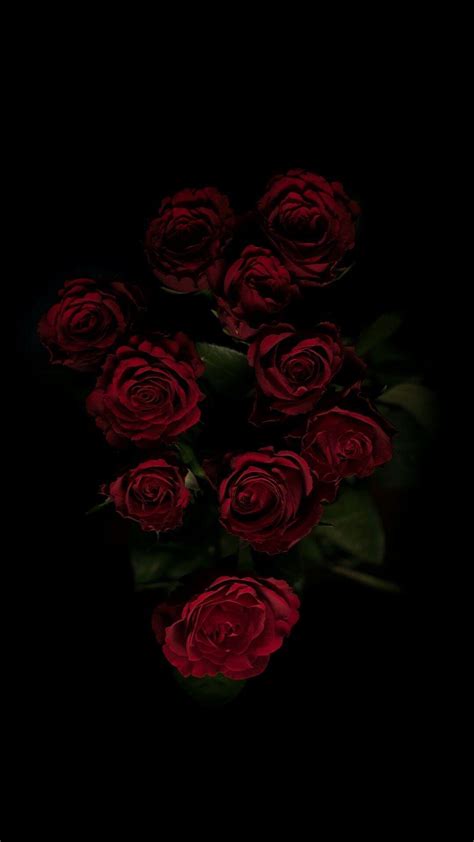 Rose Wallpaper For Iphone