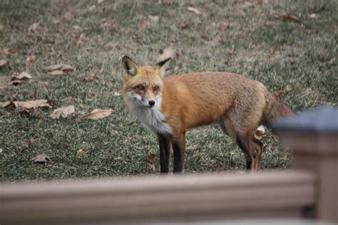 Maryland Biodiversity Project Red Fox Vulpes Vulpes