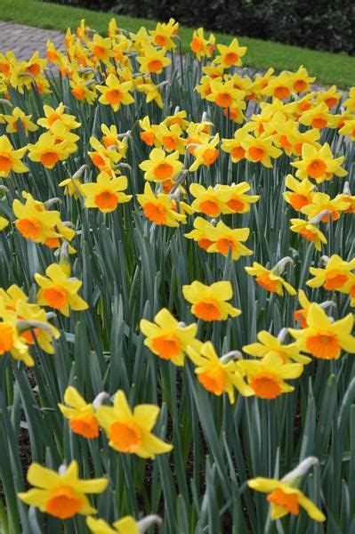 Giant Daffodils With A Striking Red Cup Red Devon Daffodils Are Ideal