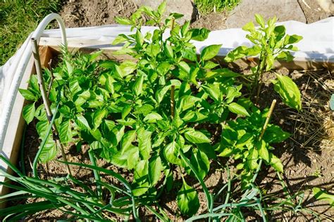 Growing Peppers In Raised Beds A Complete Guide