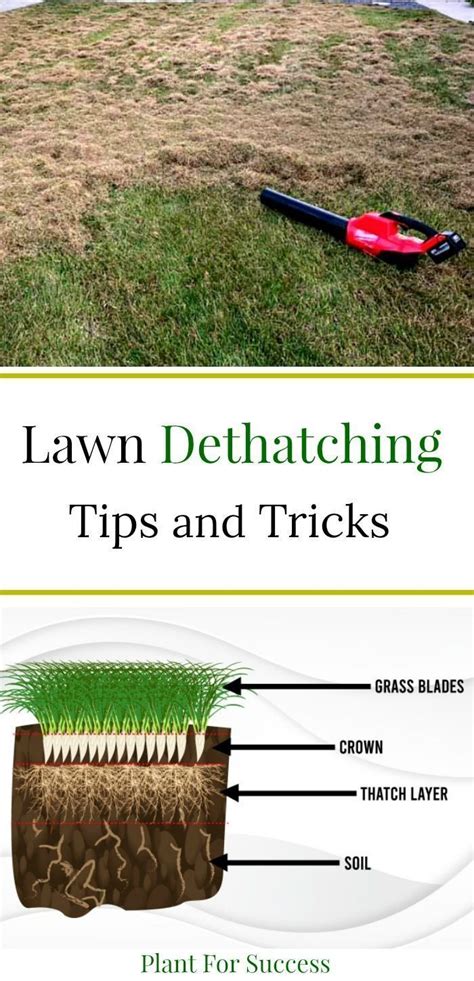 For cool season grasses, early fall is best. Lawn Dethatching: Everything You Need to Know | Dethatching, Thatching lawn, Lawn care business
