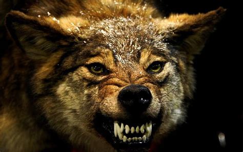 720p Free Download Mad Wolf Wolf Angry Animals Wild Hd Wallpaper