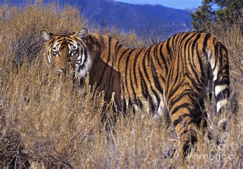 Bengal Tiger Endangered Species Wildlife Rescue Photograph By Dave Welling