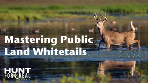 Mastering Public Land Whitetails Youtube