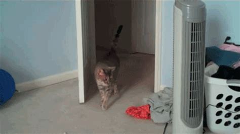 18 Very Funny Animals Freaking Out S Dose Of Funny