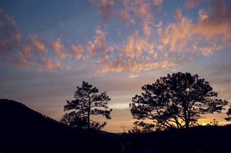 Free Download Hd Wallpaper Tree Panoramic Nature Sunset